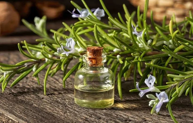روغن رزماری؛ بهترین روغن برای رشد سریع مو