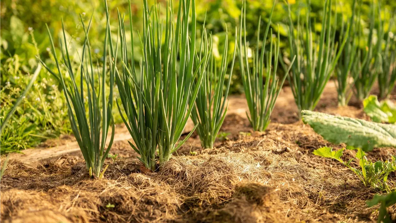 مالچپاشی برای کاشت پیاز؛ روشی برای حفظ رطوبت خاک