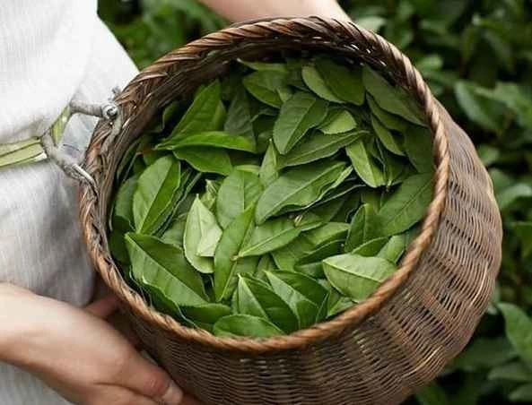 برگ تازه چای سبز